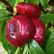 Саженец Нектарин инжирный Донат